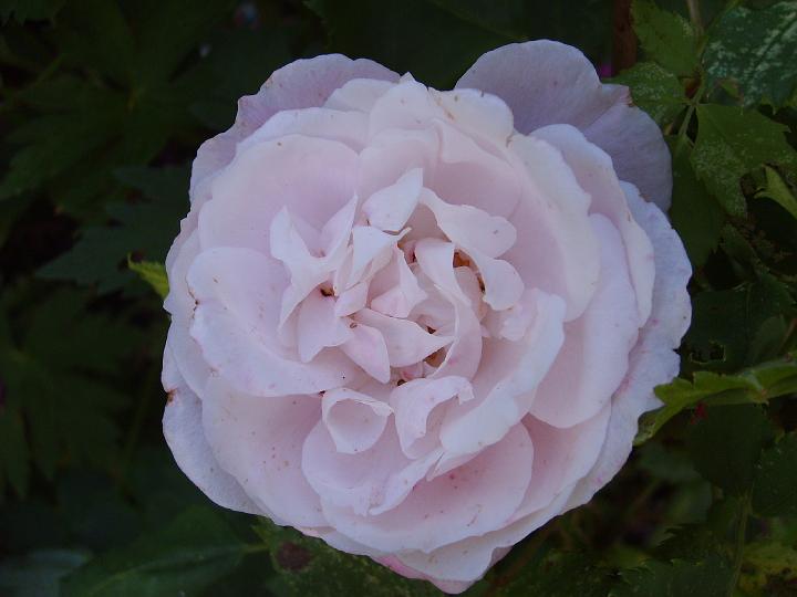 Madame Pierre Oger 3.JPG - MME PIERRE OGER (Bourbonros. Verdier, Frankrike 1878)

Bourbonrosen har fått sitt namn efter Île de Bourbon (numera Réunion) i Indiska Oceanen där rosen har uppstått efter en korsning mellan höstdamascenerrosor och kinarosor. Bourbonrosen är en enastående ros som har en utsökt skönhet, lång livslängd och är rikligt blommande med stark doft, oftast med inslag av äppel och klöver. 'Mme Pierre Oger' är en mutant av 'Reine Victoria', en annan bourbonros som introducerades 6 år tidigare. Den har stora, tättfyllda och bollformade blommor med kronblad som liknar musselskal till formen. Den blommar rikligt i juni/juli med vackra, crémevita och laxfärgade blommor. En ros där höstblomningen är vackrast. Kan få svartfläck.Doften ej ännu karakteriserad. En ros för inglasad balkong. Storlek: 1.5x1.2m. Zon II.